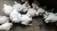 Broiler Chickens - 7 Weeks Old - 2