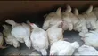 Broiler Chickens - 7 Weeks Old - 3