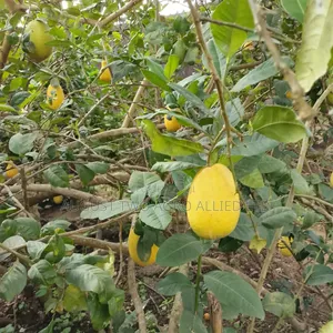 Hybrid Lemon Orange - Seedless Citrus Fruit