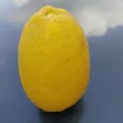 Hybrid Lemon Orange - Seedless Citrus Fruit - 2