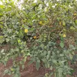Hybrid Lemon Orange - Seedless Citrus Fruit - 3
