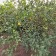 Hybrid Lemon Orange - Seedless Citrus Fruit - 4