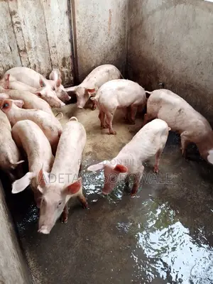 Pure Line TN Weaners
