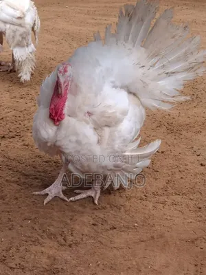 Kaji masu Kyau, Sababbi daga Gona don Siyayya a Ijebu-Ode