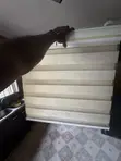 Neatly Used Toilet Window Blinds - 2