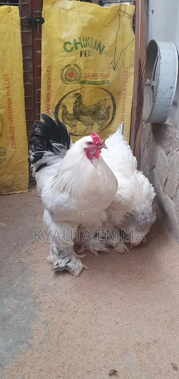 Kajin Light Brahma - 1