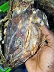 Stock Fish Head - 4