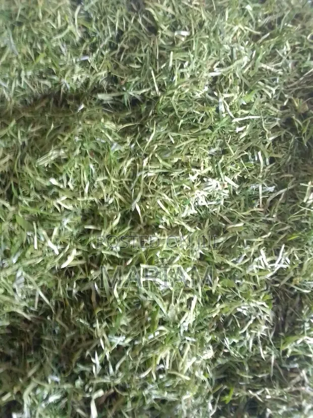 Ganyen Afang - Sayarwa Mai Yawa - 1