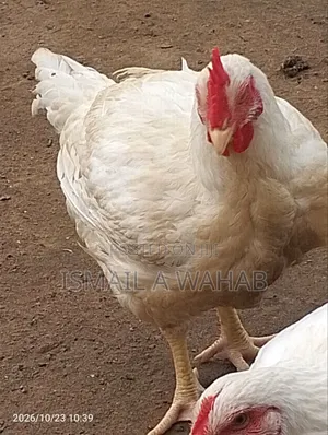 Abu Sekinat Farm Kaji Masu Zafi