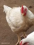 Abu Sekinat Farm Kaji Masu Zafi - 1