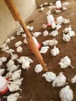 Abu Sekinat Farm Kaji Masu Zafi - 2