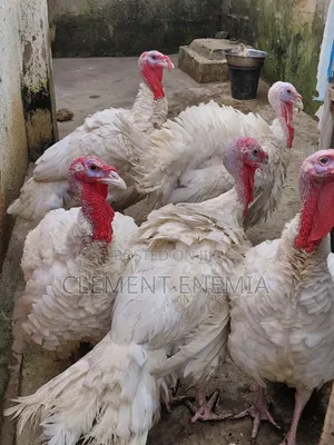 Foreign Turkey - 5 Birds