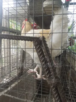 Ok Farms & Fresh Foods: Kaji, Kifi, Kwai & Kayayyakin Noma