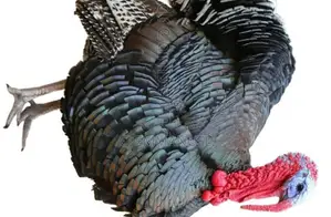 Male Turkey - 1 Year Old