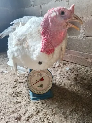 Giant Foreign Turkeys (14kg)