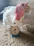 Giant Foreign Turkeys (14kg) - 1