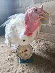 Giant Foreign Turkeys (14kg) - 2