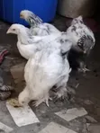 Light Brahma Chickens (6 Weeks Old) - 1