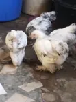 Light Brahma Chickens (6 Weeks Old) - 2