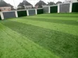 Sabo Sabon Zakarun Ciyawa (Grass Carpet) - 2