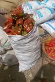 Tomato, Pepper, Onion Stew Combo - 1