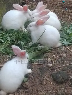 Healthy Rabbits for Sale