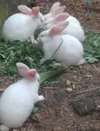 Healthy Rabbits for Sale - 1