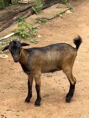 Macefiyar Awaki Yar Kasar Yamma (WAD) - An yi mata allurar rigakafi