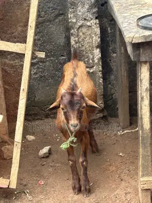 Garin Namiji Mai Lafiya