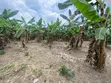 Plantain Farm Land for Sale in Itokin/Ijebu Ode - 1