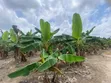 Plantain Farm Land for Sale in Itokin/Ijebu Ode - 2
