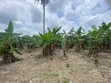 Plantain Farm Land for Sale in Itokin/Ijebu Ode - 3