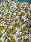 Vintage Adidas Cotton Fabrics - White - 3