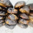 Dry Catfish - Neatly Processed - 2