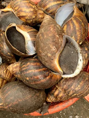 Jumbo Snails - 10,000 Adadi
