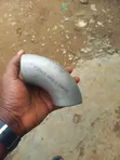 2" Elbow SCH 40 Stainless Steel - 1