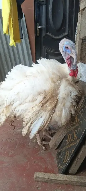 Imported Turkey (16-19kg)