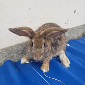 Exotic Chestnut Rabbits for Sale