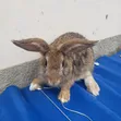 Exotic Chestnut Rabbits for Sale - 1