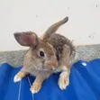 Exotic Chestnut Rabbits for Sale - 2