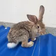 Exotic Chestnut Rabbits for Sale - 3