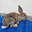 Exotic Chestnut Rabbits for Sale - 4