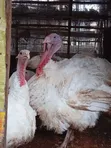 Live Turkey - 1