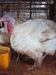 Live Turkey - 2