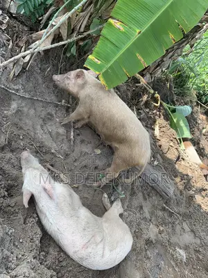 Alade Mata Biyu