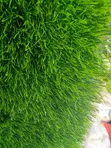 Vip Normal Grass 50mm Artificial Grass - 2