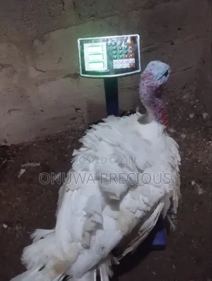 Matured Foreign Turkey (16kg+)