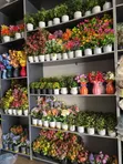 Justine Exclusive Artificial Table Cup Flowers - 1