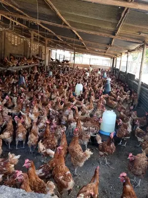 Kaji masu Layi na Siyarwa