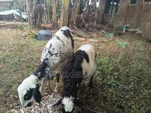 Tsofaffin Tumaki don Kiwo